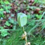 Fritillaria involucrata fruit picture by jerome jourdois (cc-by-sa)