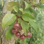 Malus hupehensis fruit picture by Paige Orna (cc-by-sa)