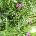 Centaurea nigra habit picture by Gaël Covain (cc-by-sa)