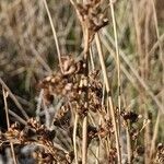 Juncus maritimus fruit picture by Alain Lagrave (cc-by-sa)