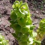 Moluccella laevis leaf picture by chase stout (cc-by-sa)