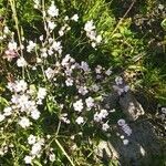 Gypsophila repens flower picture by marco.ao (cc-by-sa)