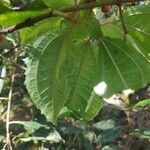 Miconia hyemalis leaf picture by Leandro da silva pereira (cc-by-sa)