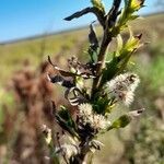 Solidago chilensis fruit picture by Trap Hers (cc-by-sa)