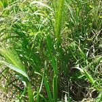 Hordeum murinum habit picture by Pietro Brignoli (cc-by-sa)