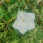 Ipomoea hochstetteri flower picture by susan brown (cc-by-sa)