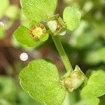 Chrysosplenium americanum flower picture by Tom Jones (cc-by-sa)