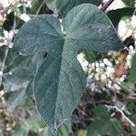 Ipomoea indica leaf picture by Recreo Fernando (cc-by-sa)