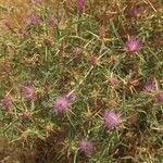 Centaurea calcitrapa habit picture by Clement Devaux (cc-by-sa)