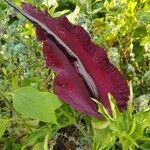 Dracunculus vulgaris flower picture by Jill Newport (cc-by-sa)