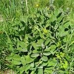 Salvia officinalis habit picture by Marie-Laure Seguin (cc-by-sa)