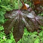 Hibiscus acetosella leaf picture by Hugo SANTACREU (cc-by-sa)