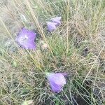 Campanula herminii flower picture by F M (cc-by-sa)