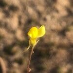 Linaria spartea flower picture by Diego Alex (cc-by-sa)