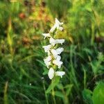 Spiranthes cernua flower picture by Sylvie Sylvie Bourrelly (cc-by-sa)