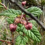 Rubus acanthophyllos habit picture by Fabien Anthelme (cc-by-sa)