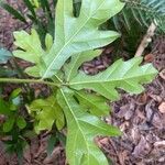 Quercus austrina leaf picture by RIVER STONE (cc-by-sa)