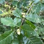 Quercus bicolor fruit picture by barb mck (cc-by-sa)