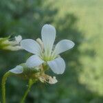 Saxifraga fragilis flower picture by Llandrich anna (cc-by-sa)