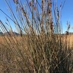 Juncus maritimus habit picture by Pierre Mambré (cc-by-sa)