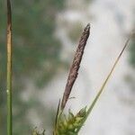 Carex punctata flower picture by Diego Alex (cc-by-sa)