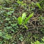 Asplenium scolopendrium habit picture by The Goldstein (cc-by-sa)