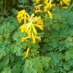 Corydalis aurea flower picture by Claudia R (cc-by-sa)