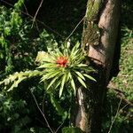 Guzmania lingulata habit picture by Hervé Goëau (cc-by-sa)