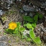 Doronicum glaciale habit picture by manuseitz (cc-by-sa)