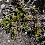 Baccharis tricuneata habit picture by Fabien Anthelme (cc-by-sa)