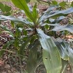 Dracaena angustifolia leaf picture by astrid m (cc-by-sa)