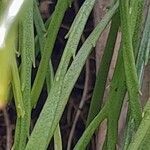 Psilotum nudum leaf picture by Ball Darren (cc-by-sa)