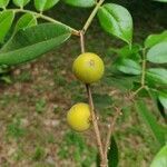 Myrciaria glazioviana fruit picture by Thiago Flores Flores (cc-by-sa)