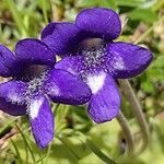 Pinguicula leptoceras flower picture by FABIO BALD (cc-by-sa)