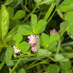 Trifolium resupinatum leaf picture by Martin Bishop (cc-by-sa)