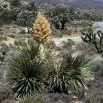 Nolina parryi habit picture by Daniel Barthelemy (cc-by-nc)