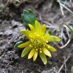 Ranunculus filamentosus flower picture by Fabien Anthelme (cc-by-sa)