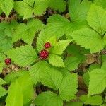 Rubus pubescens habit picture by James Forner (cc-by-sa)