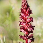 Orobanche foetida flower picture by Díaz Enrique (cc-by-sa)