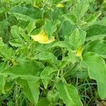 Physalis viscosa habit picture by Trap Hers (cc-by-sa)