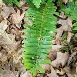 Polystichum acrostichoides leaf picture by Marie Gentile (cc-by-sa)