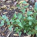 Patellifolia procumbens leaf picture by lxndr (cc-by-sa)