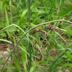 Carex elata fruit picture by Nicole Hornberger (cc-by-sa)