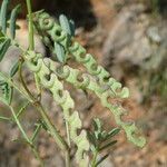 Hippocrepis ciliata fruit picture by Llandrich anna (cc-by-sa)