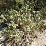 Cistus albidus habit picture by Alain Bigou (cc-by-sa)