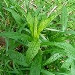 Solidago canadensis leaf picture by Tiffany Tarry (cc-by-sa)