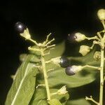 Cestrum reflexum fruit picture by Nelson Zamora Villalobos (cc-by-nc)