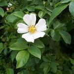 Rosa canina flower picture by S. Dani (cc-by-sa)