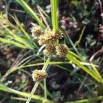 Cyperus difformis flower picture by kristian binar (cc-by-sa)