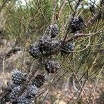 Allocasuarina muelleriana fruit picture by arlas (cc-by-sa)